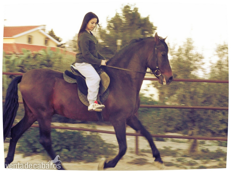 Busco/Cambio/Cedo Caballo Caballo de Deporte Español (CDE) - BUSCO PONY D