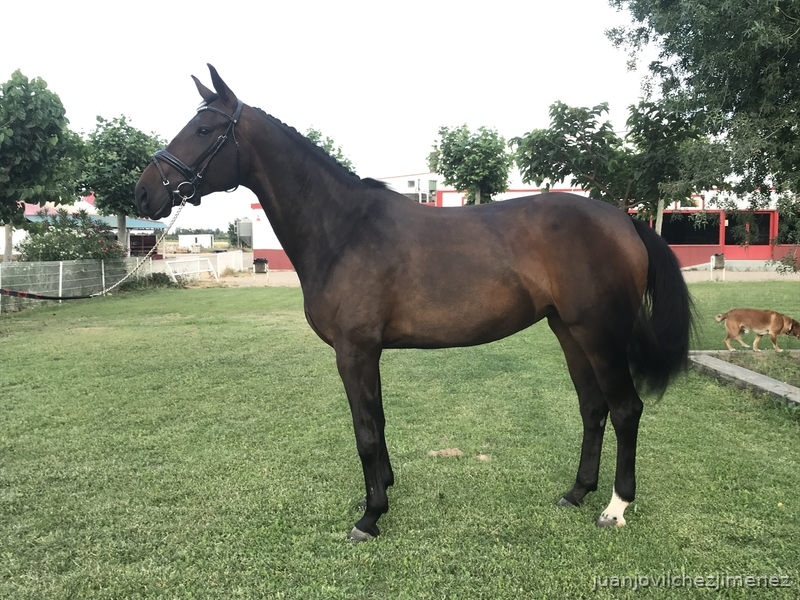En Venta Yegua Oldemburgo  in 
