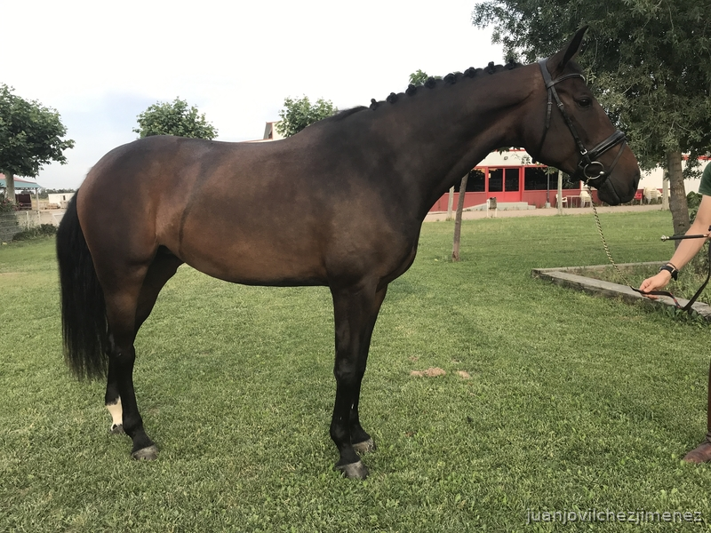 En Venta Yegua Oldemburgo  - Yeguas Oldenburgo