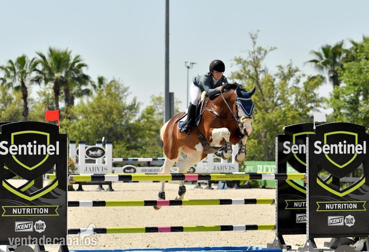 Castrado Holsteiner absolutamente atractivo in 