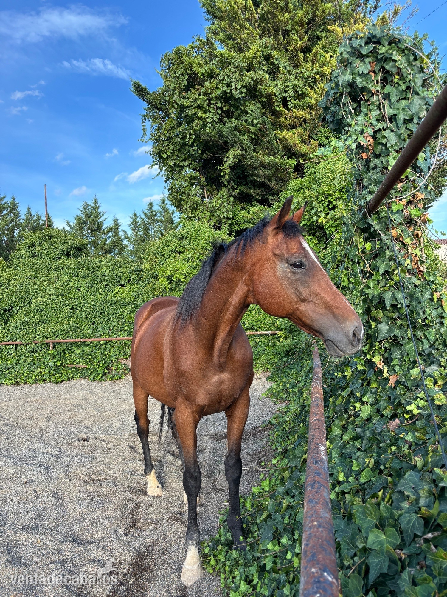 Regalo/cedo caballo psi in 