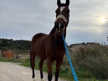 Vendo caballo psi
