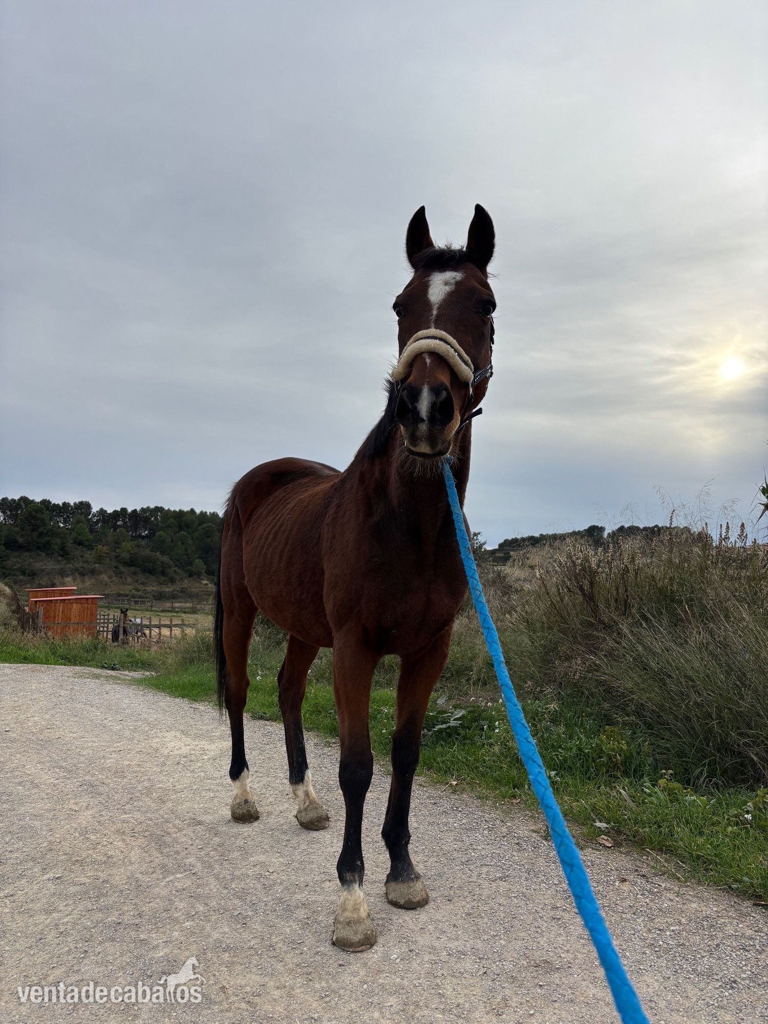 Busco/Cambio/Cedo Caballo EMPTY - Regalo/cedo caballo psi