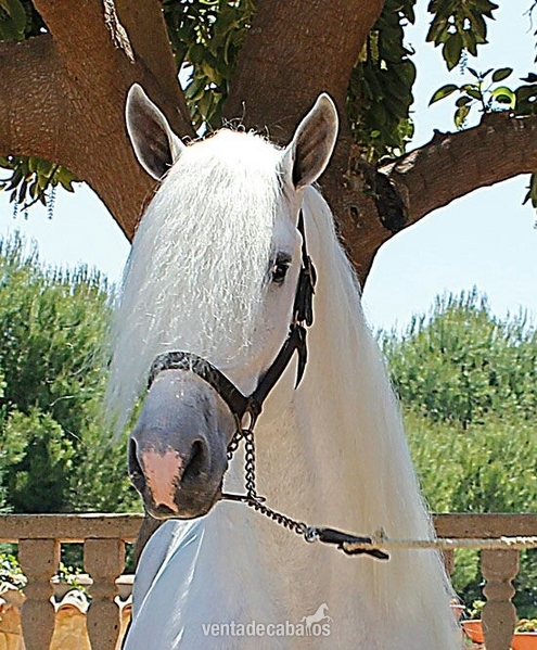 Caballos Pura Raza Española (P.R.E.) Pura Raza Española - ESPECTACULAR POTRO  PRE!!!!