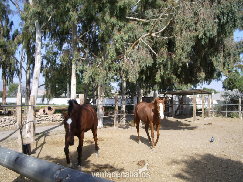 EXCLUSIVA FINCA CON CORTIJO EN AGUILAS, COSTA CALIDA, (MURCIA) - Finca ecuestre in Águilas