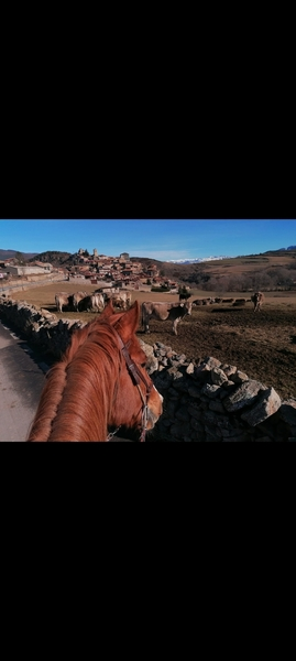 KWPN alazan caballo muy completo in 