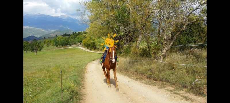 Caballos Capados KWPN - KWPN alazan caballo muy completo