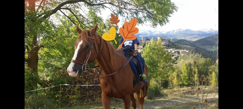 KWPN alazan caballo muy completo - Caballos Capados KWPN