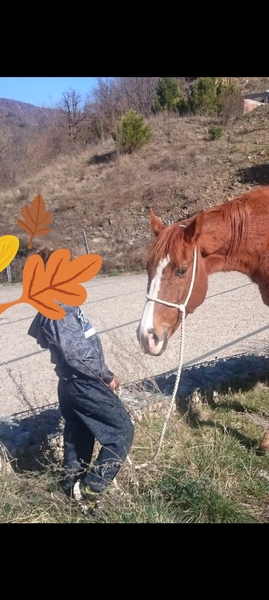KWPN alazan caballo muy completo - KWPN