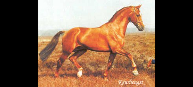 KWPN alazan caballo muy completo - Caballos Capados