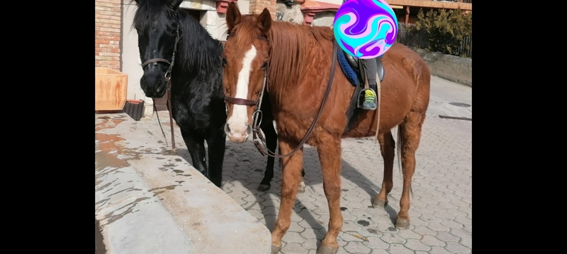 KWPN alazan caballo muy completo