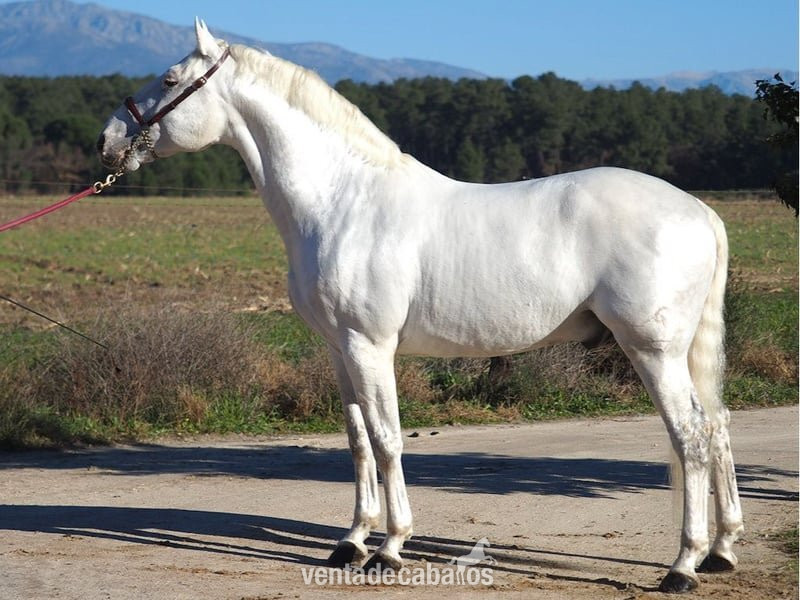 CABALLO ANDALUZ EN ADOPCIÓN in 