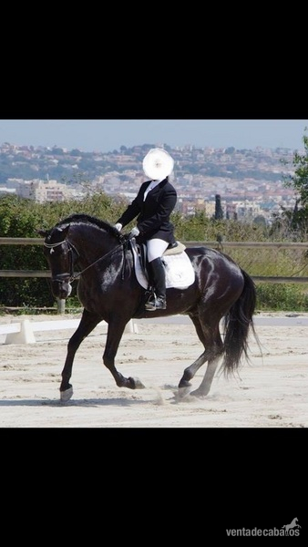 VENDO CABALLO NEGRO 7 AÑOS PURA RAZA ESPAÑOL in 