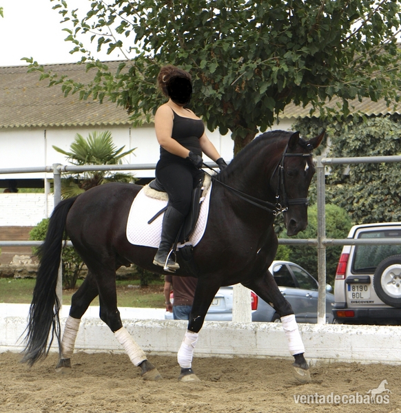 Caballos Pura Raza Española (P.R.E.) Pura Raza Española - VENDO CABALLO NEGRO 7 AÑOS PURA RAZA ESPAÑOL