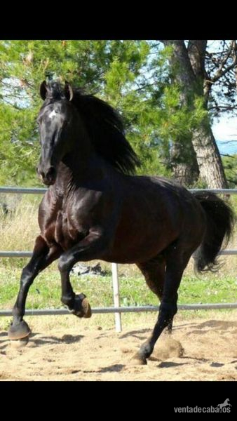 VENDO CABALLO NEGRO 7 AÑOS PURA RAZA ESPAÑOL - Caballos Pura Raza Española (P.R.E.) Pura Raza Española