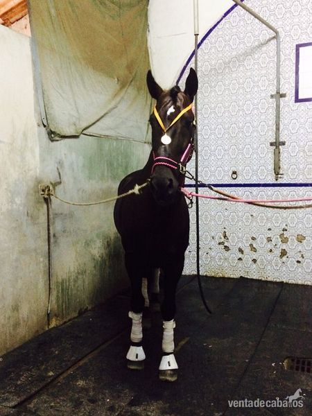 VENDO CABALLO NEGRO 7 AÑOS PURA RAZA ESPAÑOL - Pura Raza Española