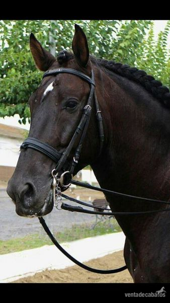VENDO CABALLO NEGRO 7 AÑOS PURA RAZA ESPAÑOL - Caballos Pura Raza Española (P.R.E.)