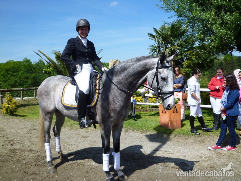 VALDEZAN caballo de doma clasica in 