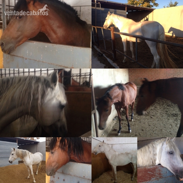 Se venden Caballos y yeguas in 