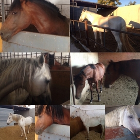 Se venden Caballos y yeguas