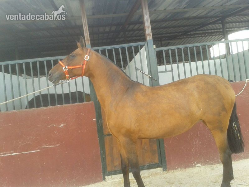 Yeguas Pura Raza Española - Preciosa yegua  P.R.E castaña Ignea HP