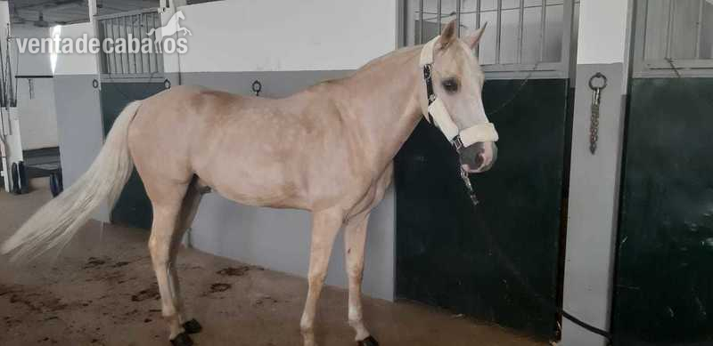 Se vende PONI D in 