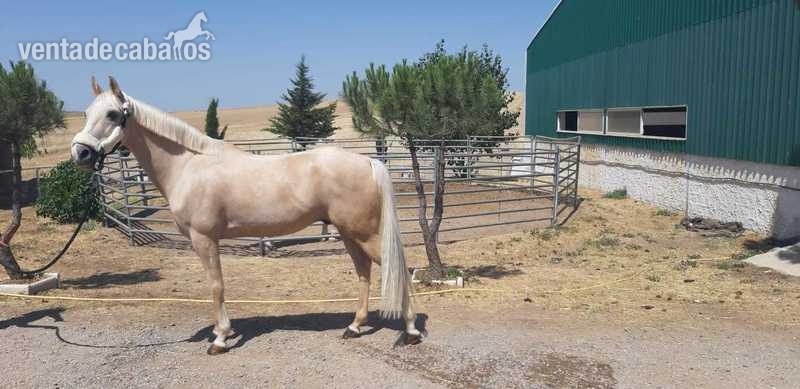 Poni Galés Sec D {TYPE}