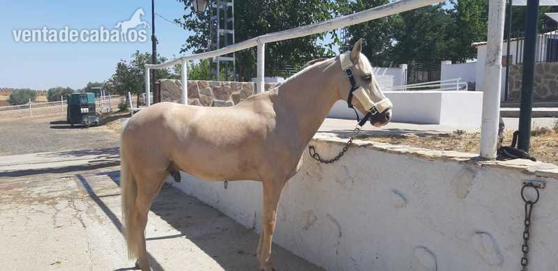 Ponis Pony Club Poni Galés Sec D - Se vende PONI D