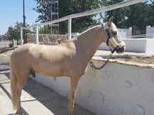 Se vende PONI D