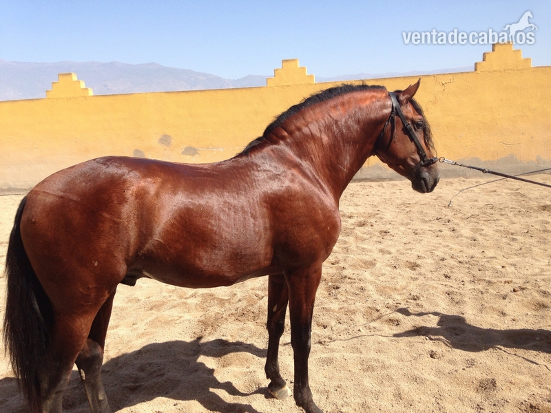 En venta potro pre 3 años muy barroco y expresivo in 