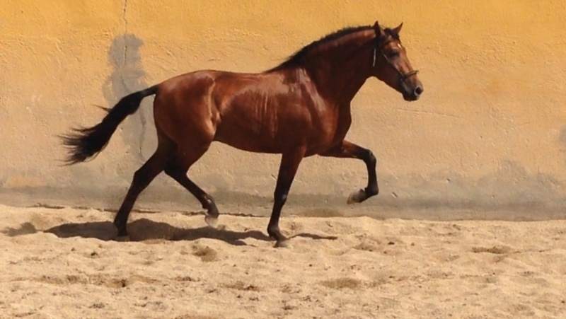 Pura Raza Española {TYPE}