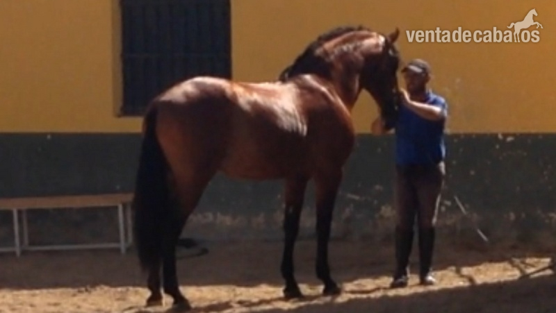 Caballos Pura Raza Española (P.R.E.) Pura Raza Española - En venta potro pre 3 años muy barroco y expresivo