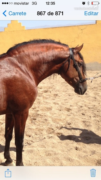 En venta potro pre 3 años muy barroco y expresivo - Caballos Pura Raza Española (P.R.E.) Pura Raza Española
