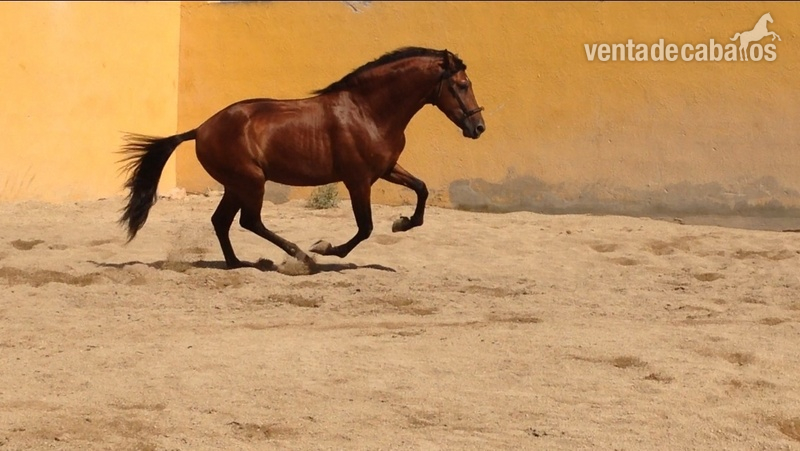 En venta potro pre 3 años muy barroco y expresivo - Pura Raza Española