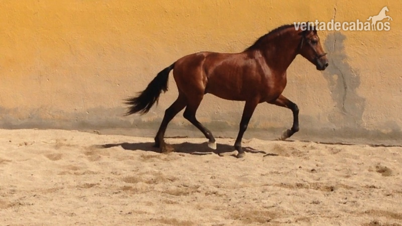 En venta potro pre 3 años muy barroco y expresivo - Caballos Pura Raza Española (P.R.E.)