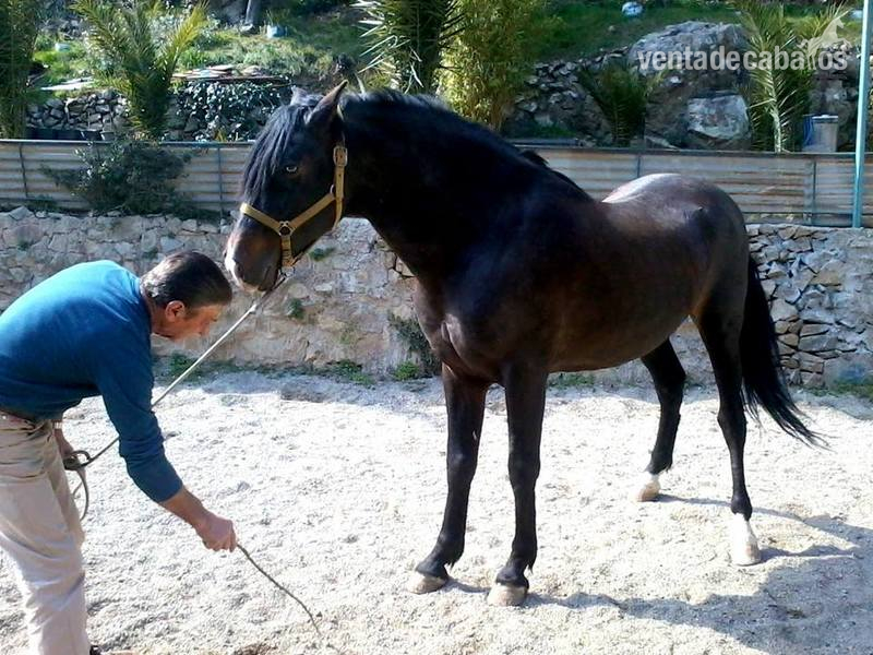 SE VENDE DESEADO XX P.R.E NEGRO  - Caballos Pura Raza Española (P.R.E.) Pura Raza Española