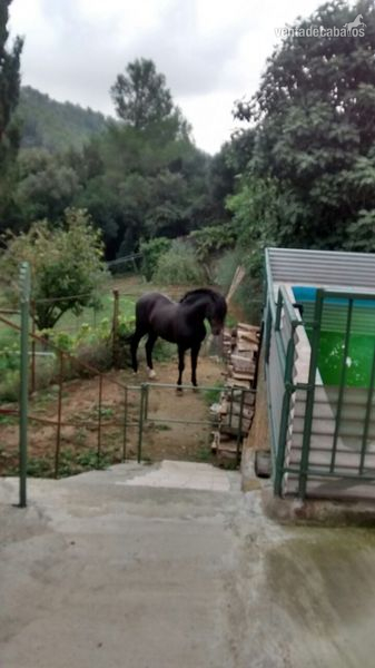 SE VENDE DESEADO XX P.R.E NEGRO  - Pura Raza Española