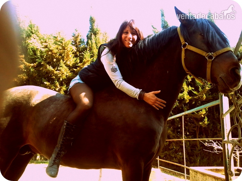 SE VENDE DESEADO XX P.R.E NEGRO  - Caballos Pura Raza Española (P.R.E.)
