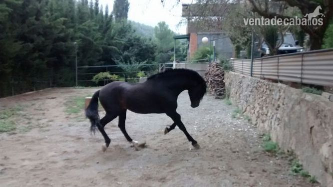 SE VENDE DESEADO XX P.R.E NEGRO  in 