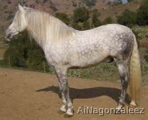 caballo ROMERO BENITEZ in 