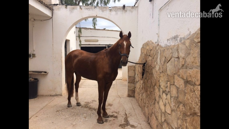 Yeguas Silla francés - Silla francés, Yeguada Westfalia