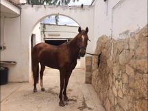 Silla francés, Yeguada Westfalia