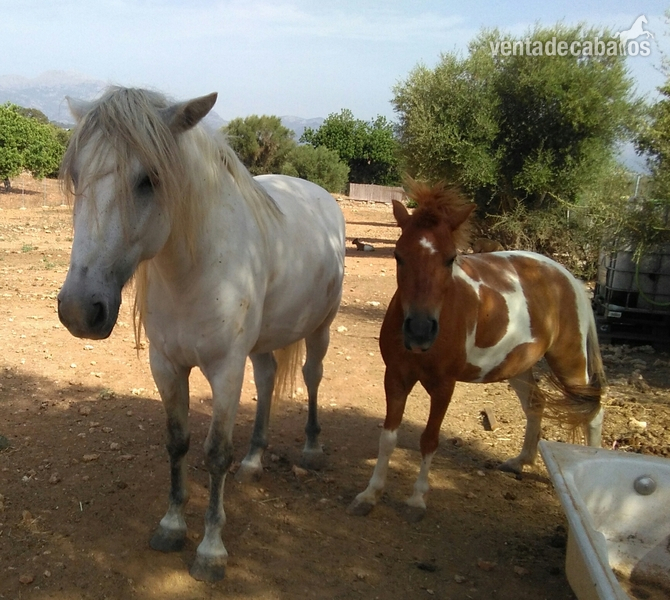 Caballo pequeño y poni in 