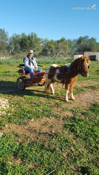 Caballos Capados Blanco - Caballo pequeño y poni