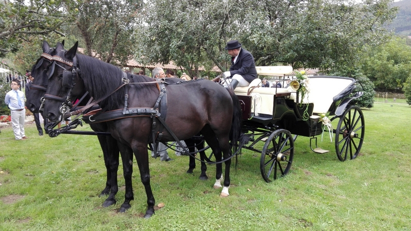 Trotón Francés {TYPE}