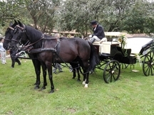 Tronco de yeguas