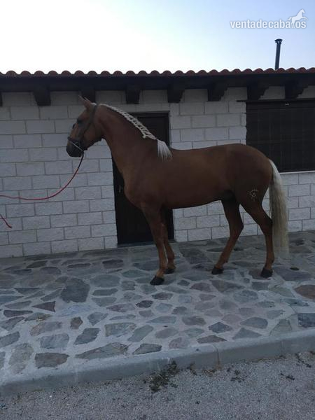 Potro Lusitano Perla in 
