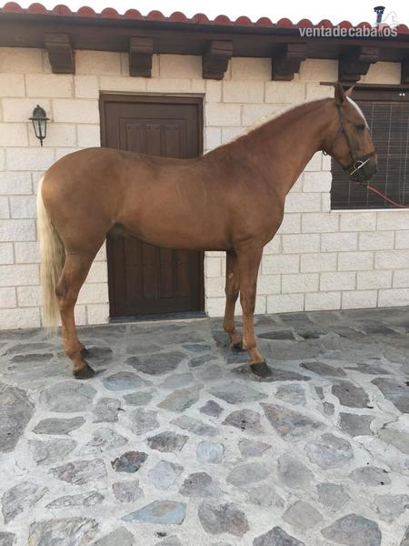 Lusitano