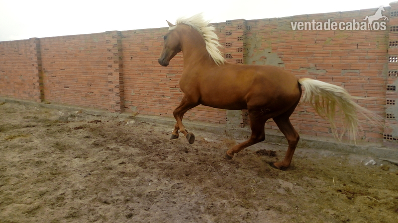 Lusitano {TYPE}