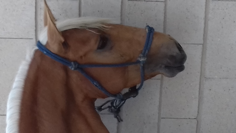Potros Lusitano - Potro Lusitano Perla